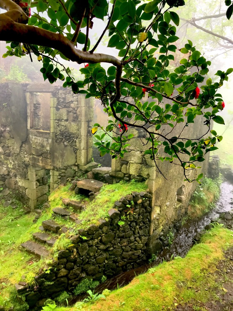 Casa do Verde with camellia